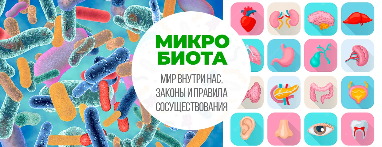 Микробиота - отдельный орган человека: функции, влияние, поддержка