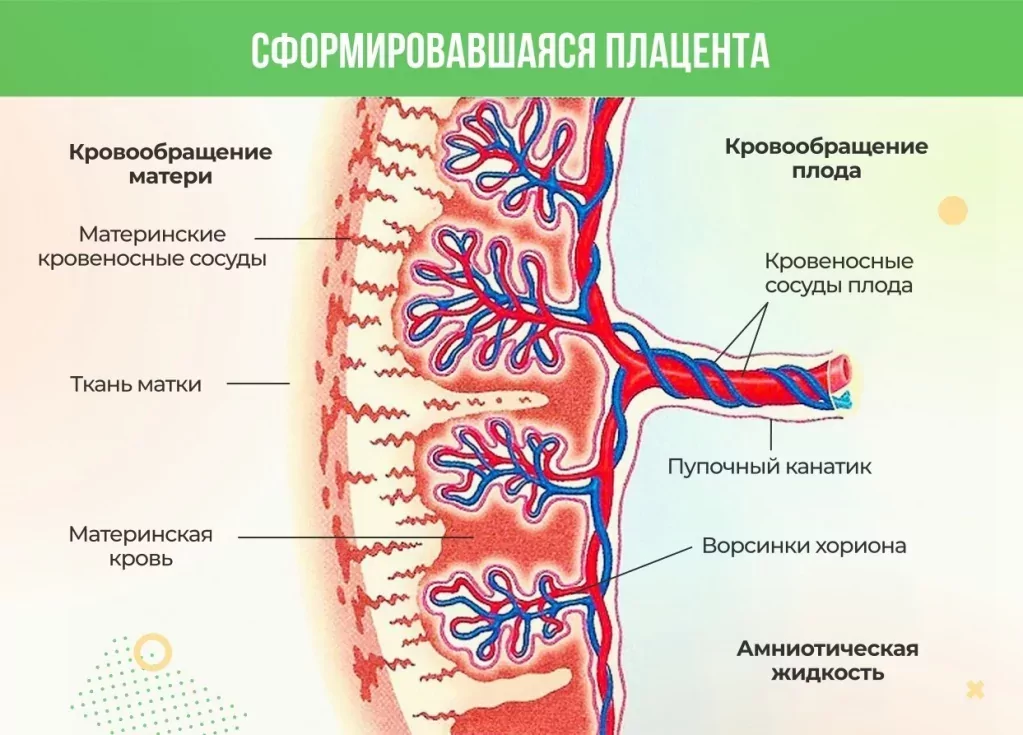 Сформировавшаяся плацента Сформировавшаяся плацента