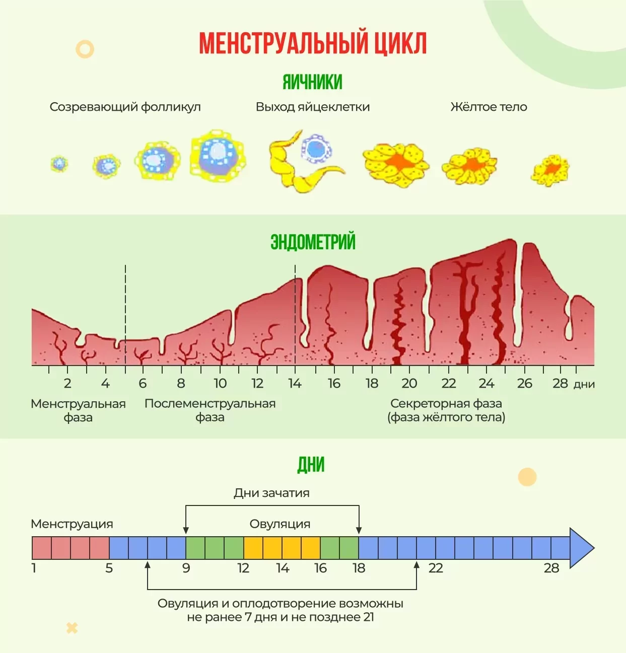 Менструальный цикл Менструальный цикл