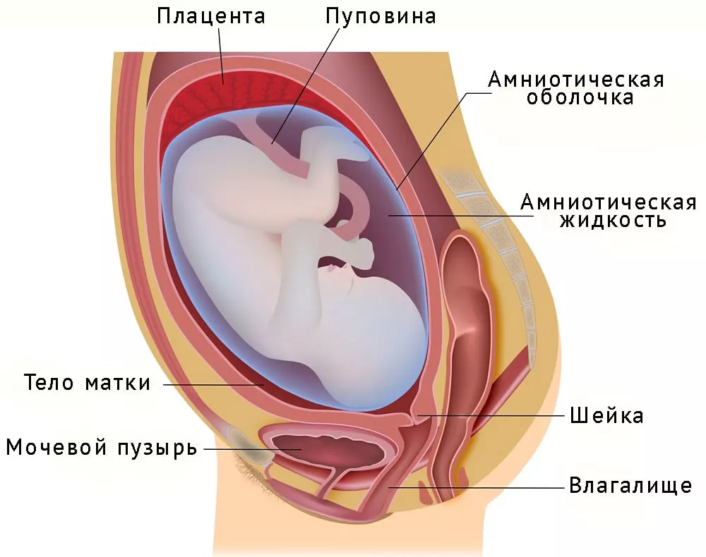 Половые Органы При Беременности Фото