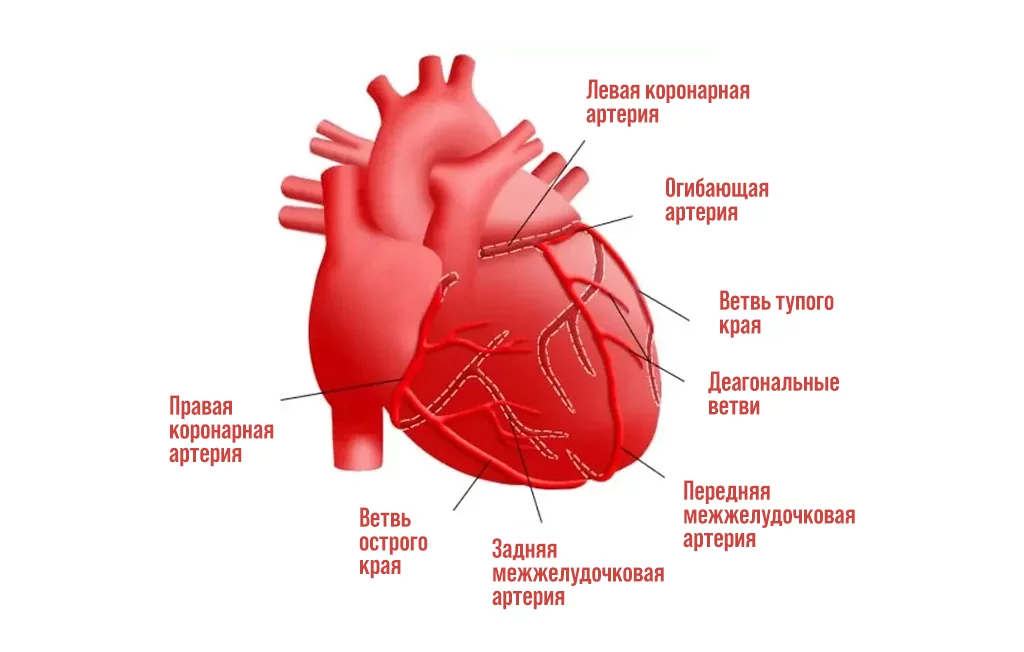 Правая сердечная артерия. Коронарные артерии сердца схема. Коронарные артерии венечные вены. Венечные артерии сердца анатомия. Левая коронарная артерия.