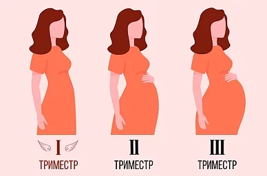 Первый триместр беременности: изменения в организме женщины и развитие плода по неделям