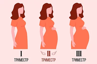 Второй триместр гестации: изменения в организме беременной и этапы развития плода