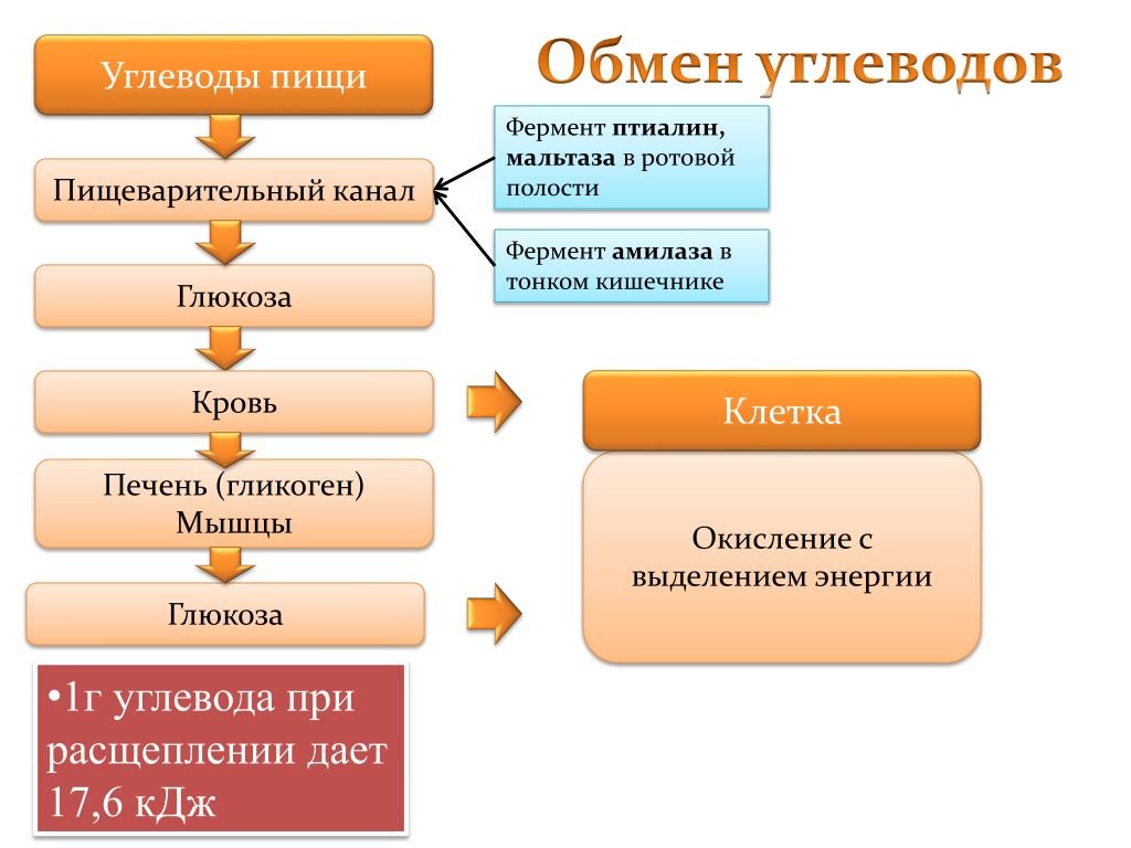 Картинки углеводный обмен